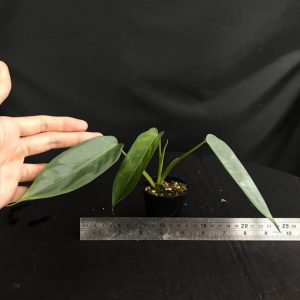 Alternative view of Philodendron ‘spiritus sancti’ (Carousell)