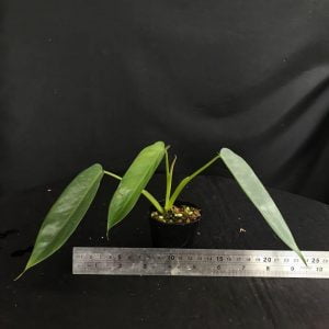 Philodendron ‘spiritus sancti’ (Carousell)